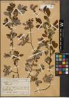 Foto von Salix aurita L.